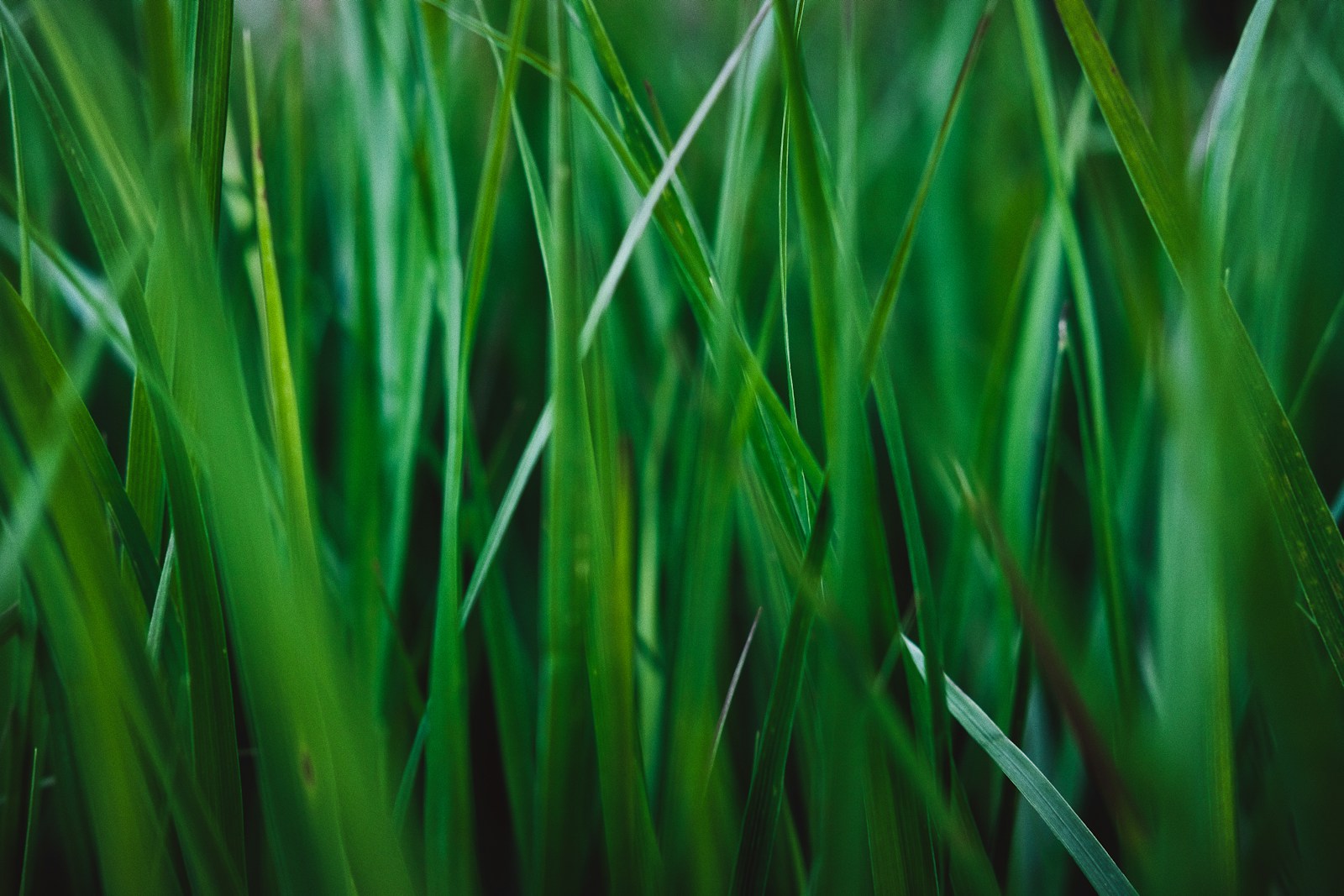 Natural green grass photographed up close