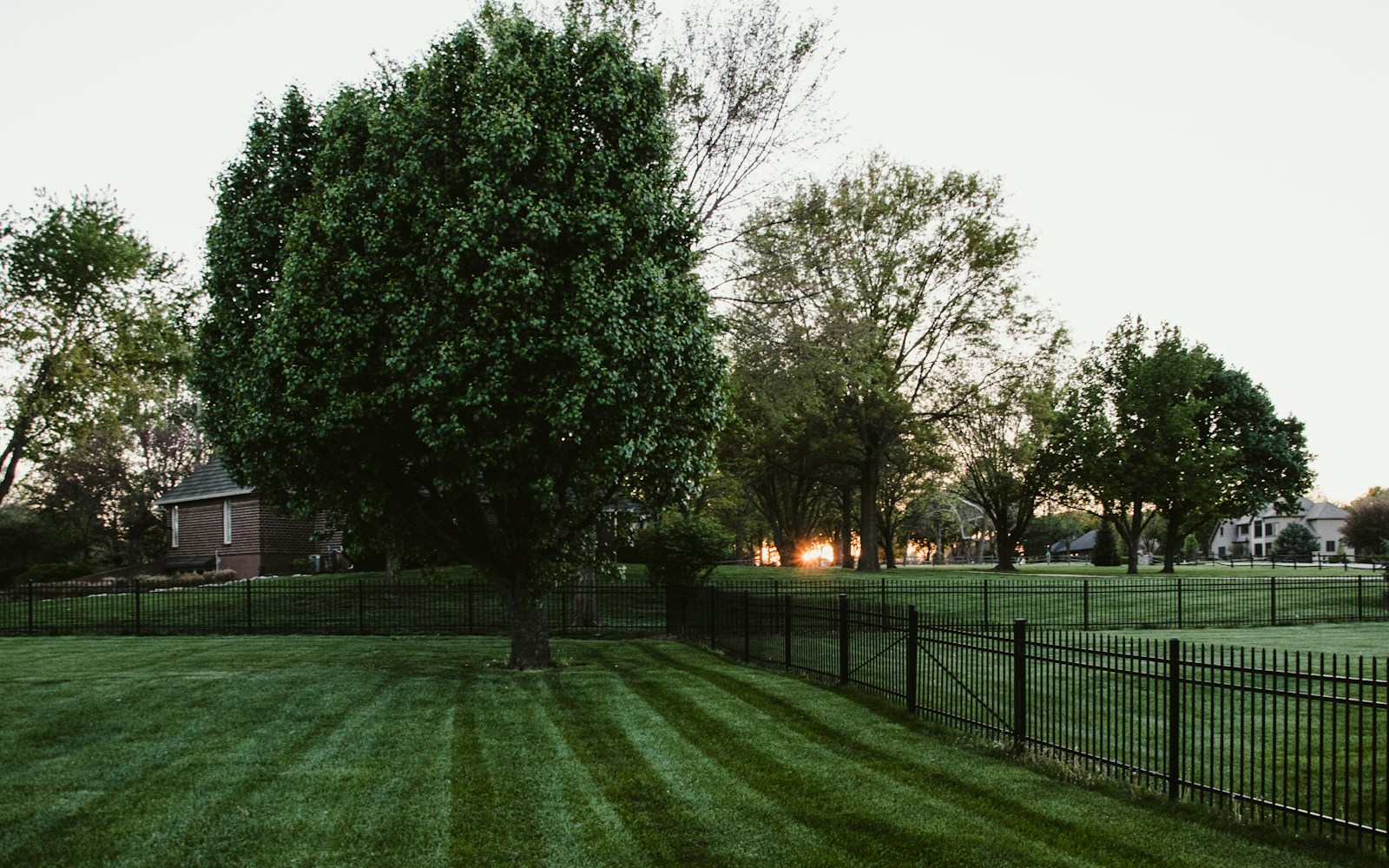 A lawn bordered by mature trees in evening light