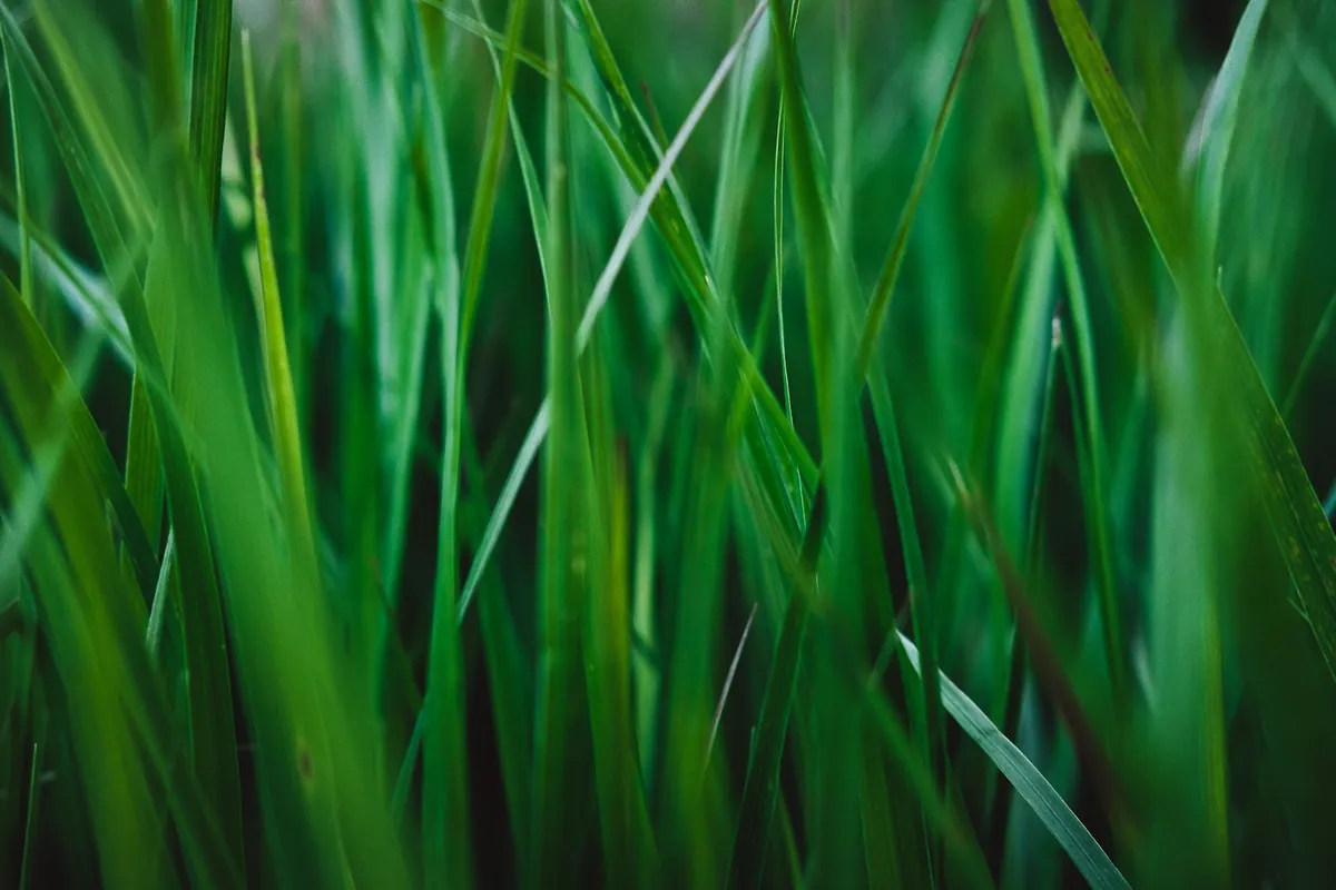 Grass blades photographed up close in natural light