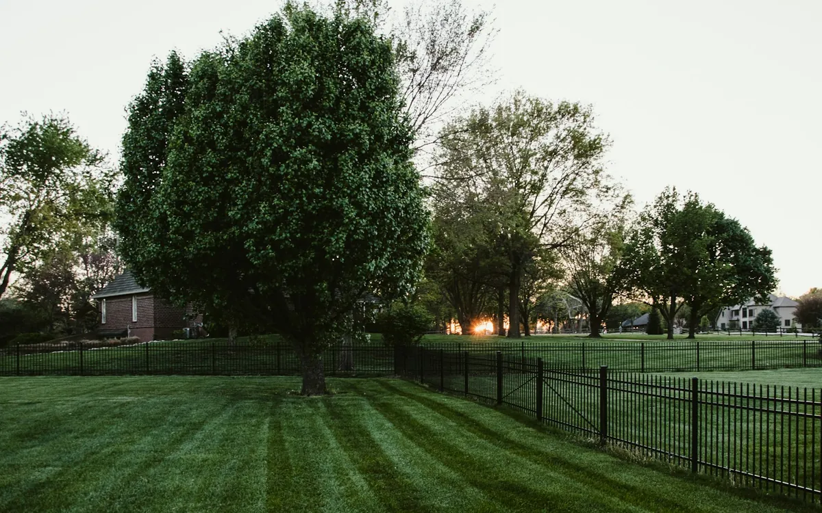 A sunlit lawn, mature trees and a neighborhood fence