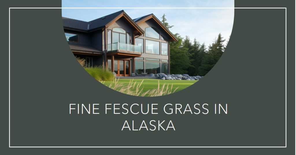 Fine Fescue Grass in Alaska