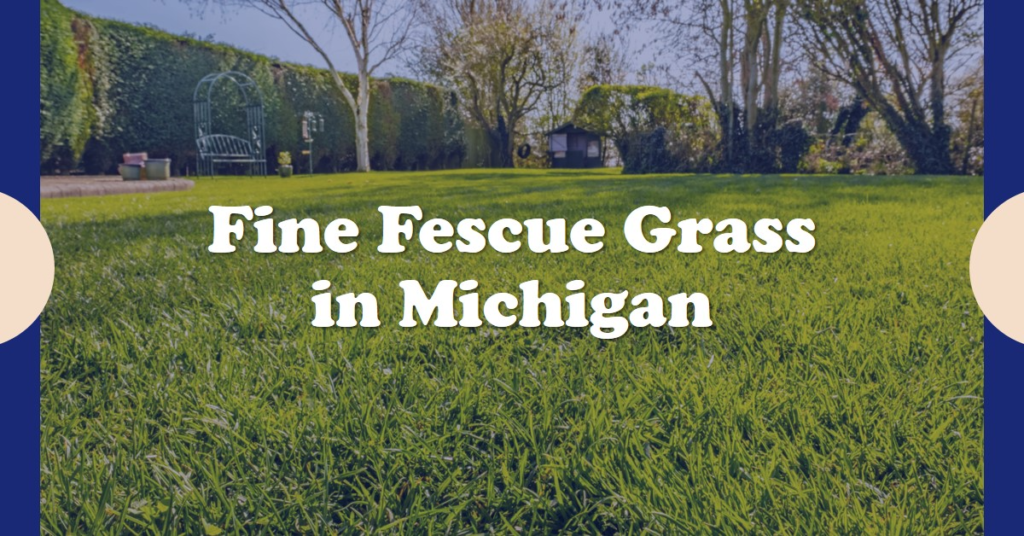 Fine Fescue Grass in Michigan