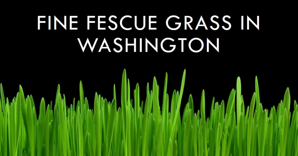 Fine Fescue Grass in Washington