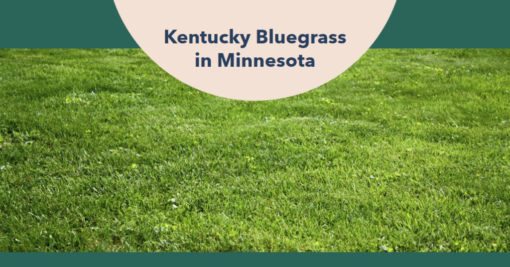 Kentucky Bluegrass in Minnesota