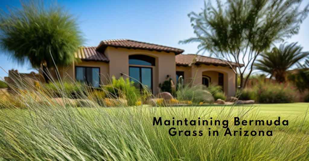 Maintaining Bermuda Grass in Arizona