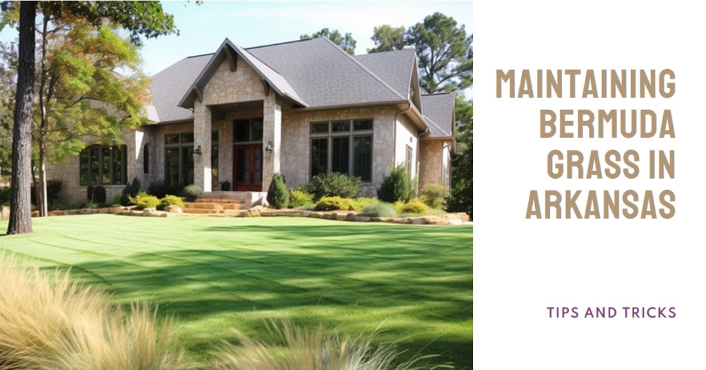 Maintaining Bermuda Grass in Arkansas