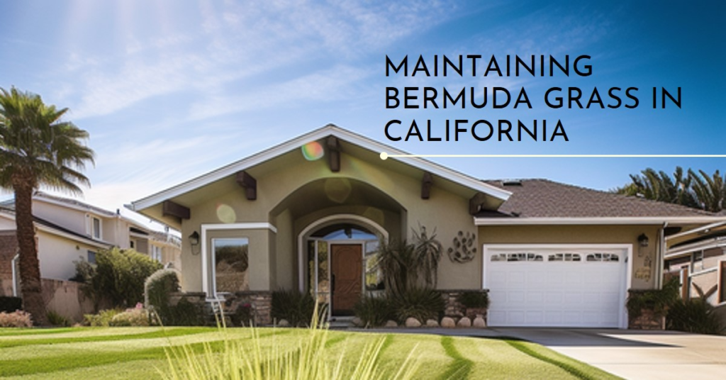 Maintaining Bermuda Grass in California