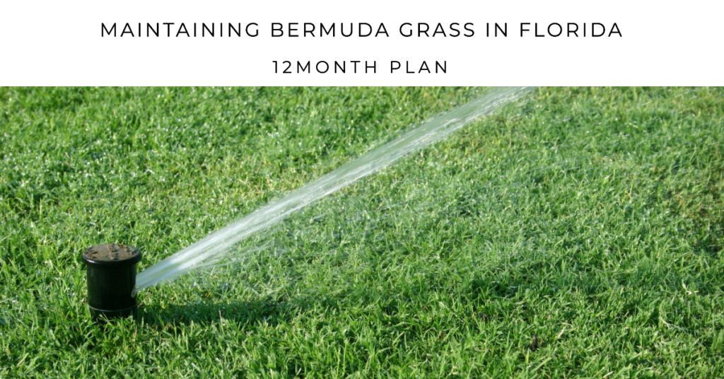 Maintaining Bermuda Grass in Florida