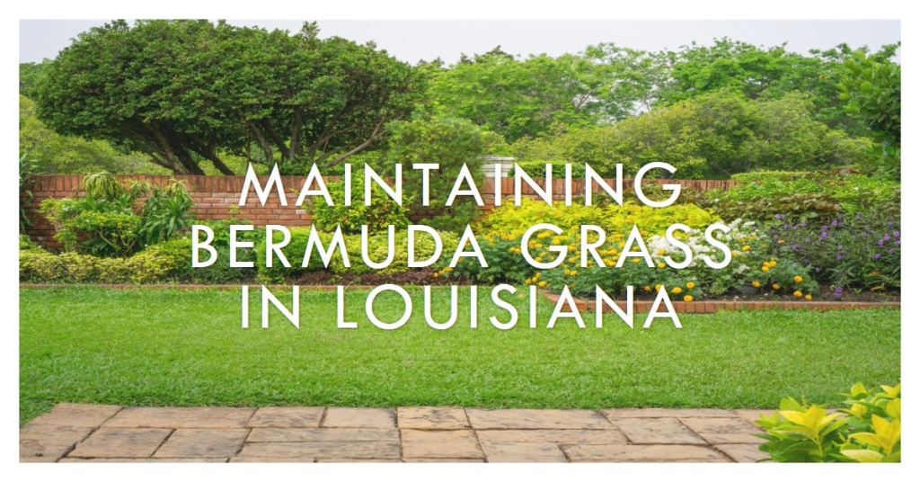 Maintaining Bermuda Grass in Louisiana