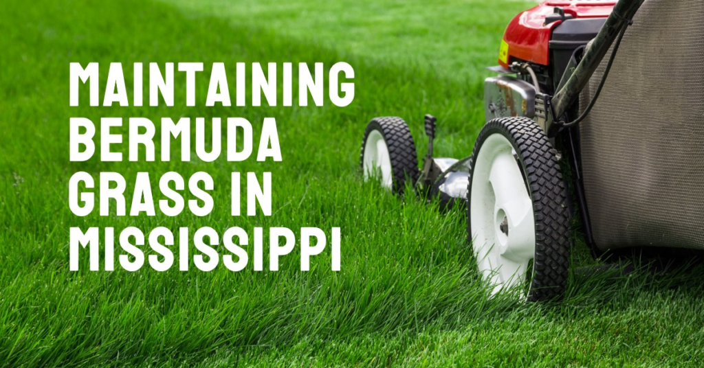 Maintaining Bermuda Grass in Mississippi