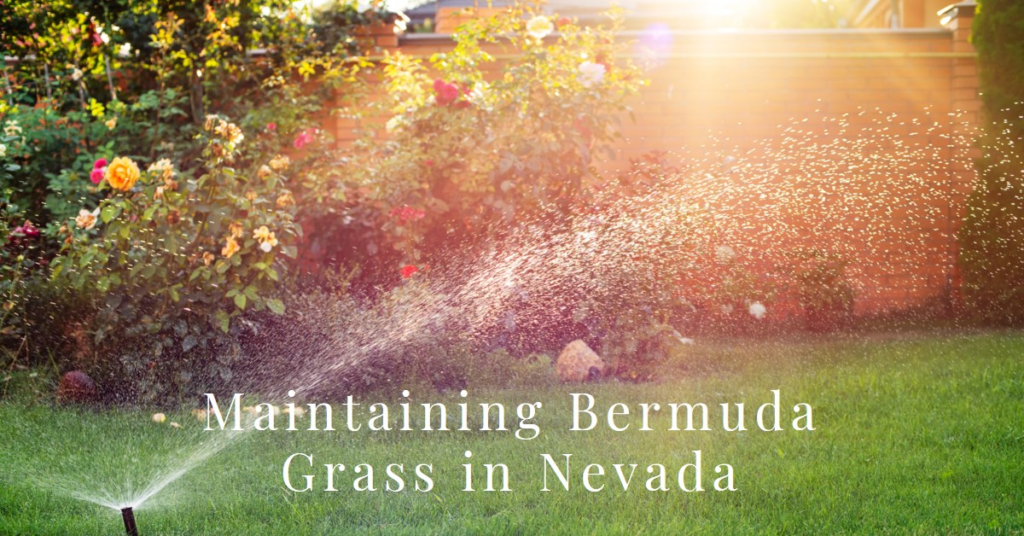 Maintaining Bermuda Grass in Nevada