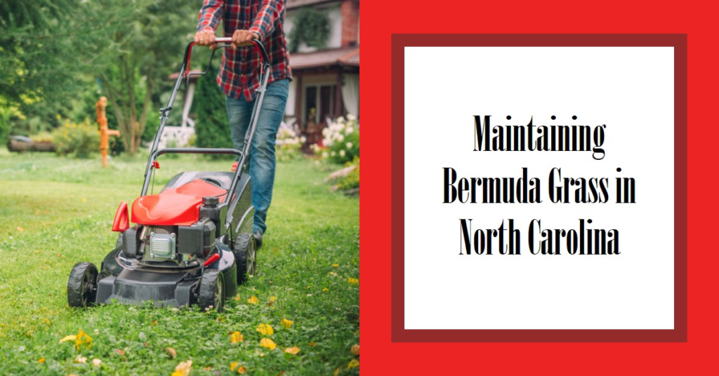 Maintaining Bermuda Grass in North Carolina