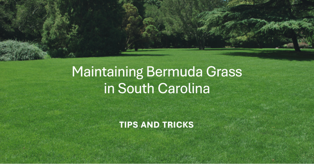 Maintaining Bermuda Grass in South Carolina