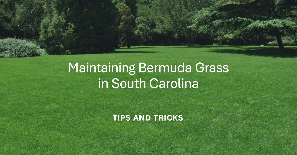 12 Month Plan For Maintaining Bermuda Grass In South Carolina Coast To Coast Grass