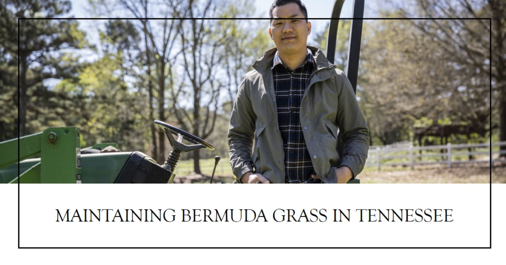 Maintaining Bermuda Grass in Tennessee