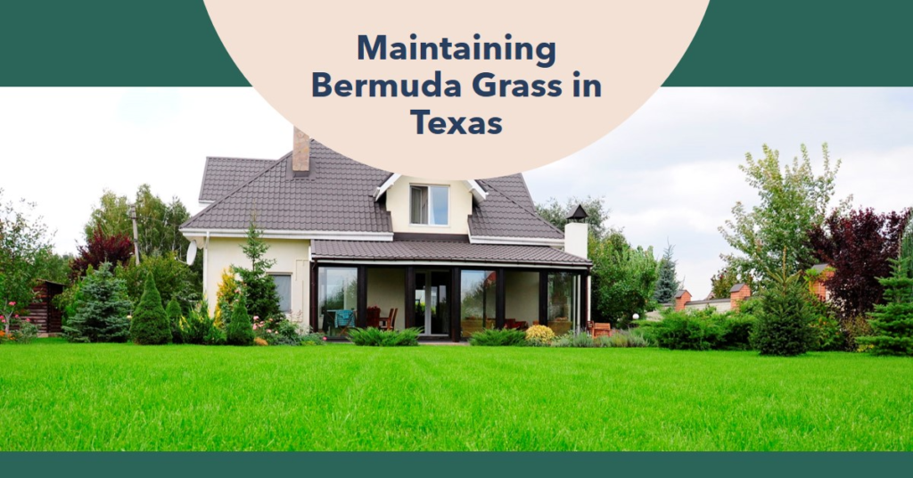 Maintaining Bermuda Grass in Texas