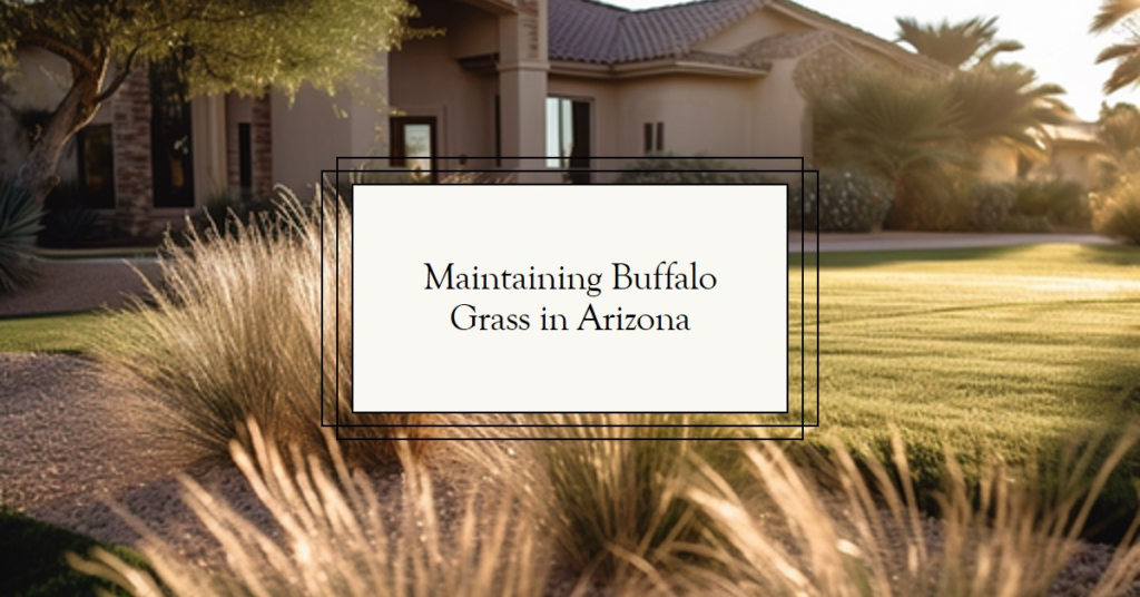 Maintaining Buffalo Grass in Arizona