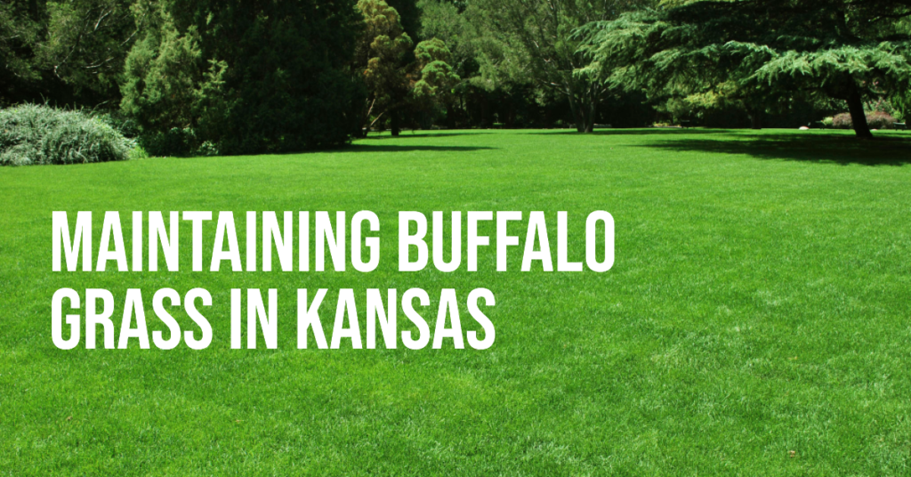 Maintaining Buffalo Grass in Kansas