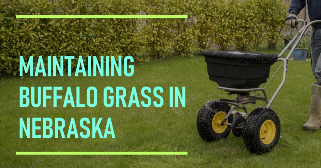 Maintaining Buffalo Grass in Nebraska