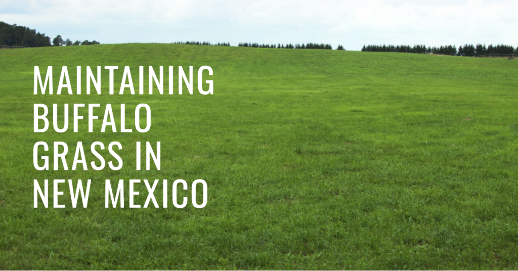 Maintaining Buffalo Grass in New Mexico