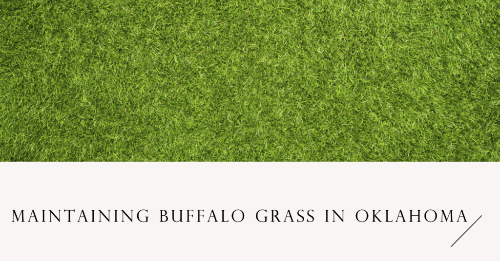 Maintaining Buffalo Grass in Oklahoma