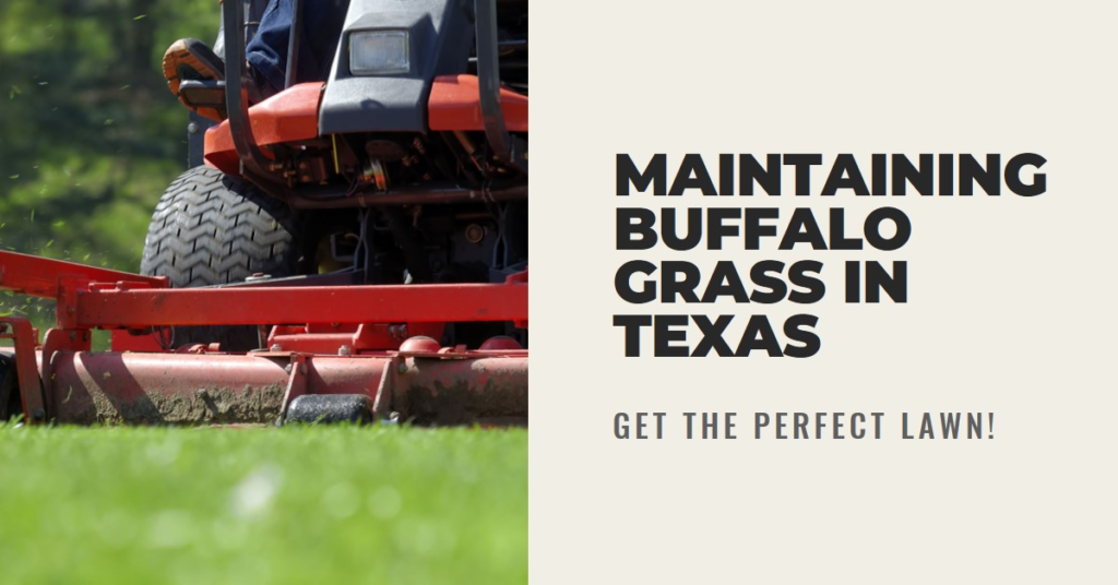 Maintaining Buffalo Grass in Texas