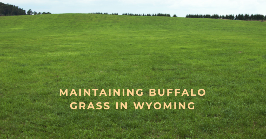 Maintaining Buffalo Grass in Wyoming