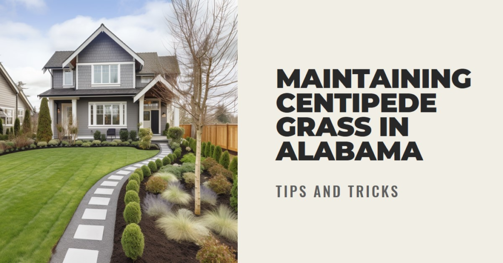 Maintaining Centipede Grass in Alabama