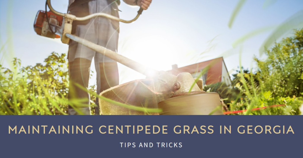 Maintaining Centipede Grass in Georgia