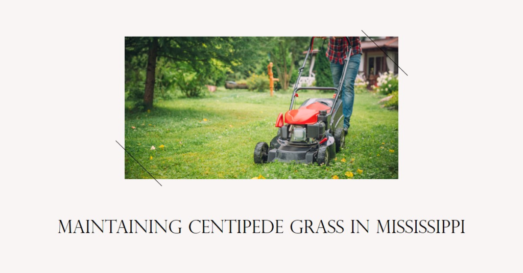 Maintaining Centipede Grass in Mississippi