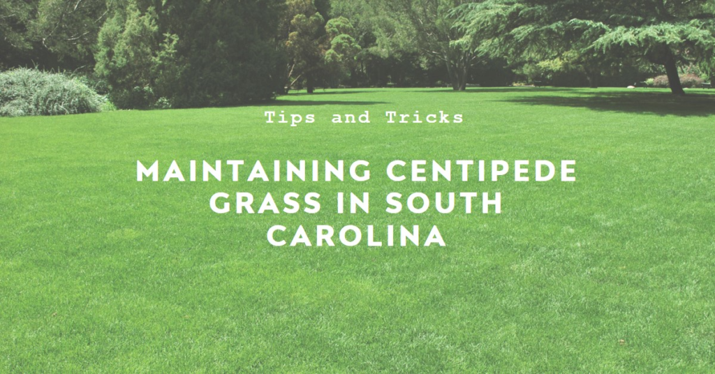 Maintaining Centipede Grass in South Carolina