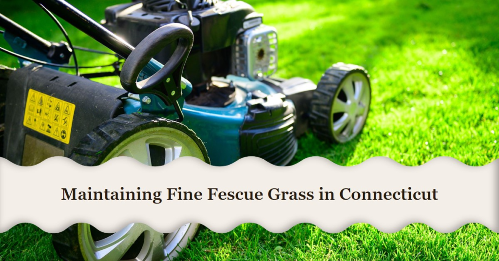 Maintaining Fine Fescue Grass in Connecticut