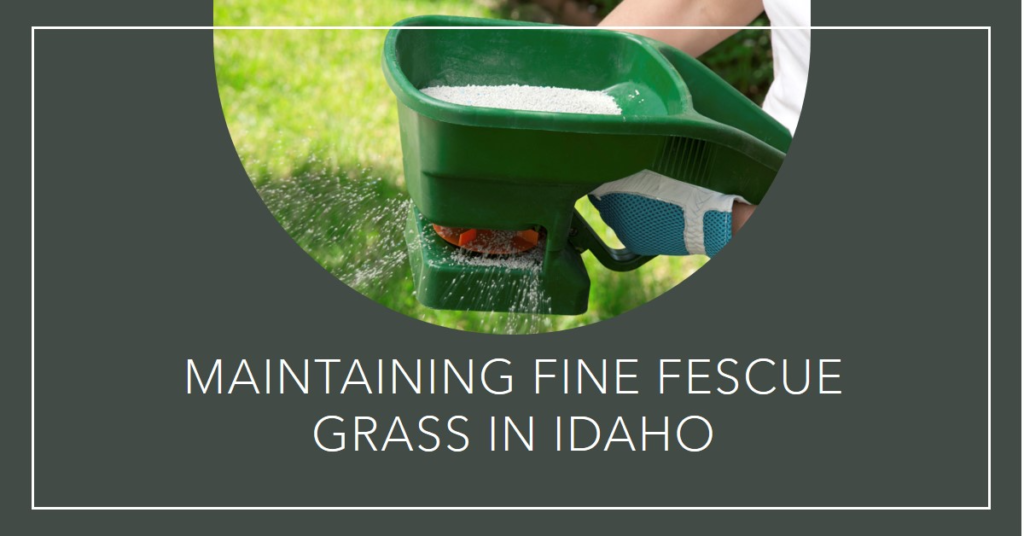 Maintaining Fine Fescue Grass in Idaho