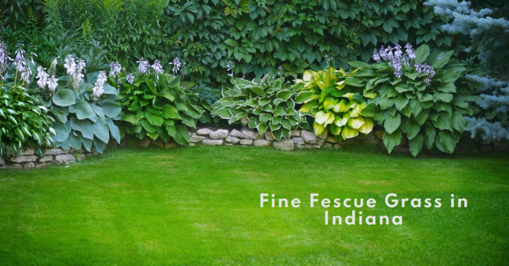 Maintaining Fine Fescue Grass in Indiana