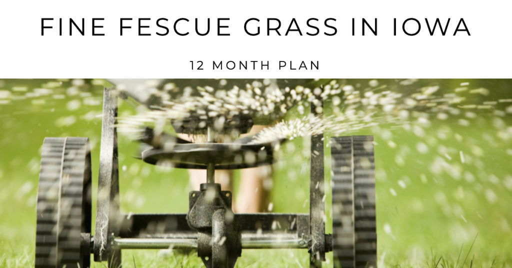 Maintaining Fine Fescue Grass in Iowa