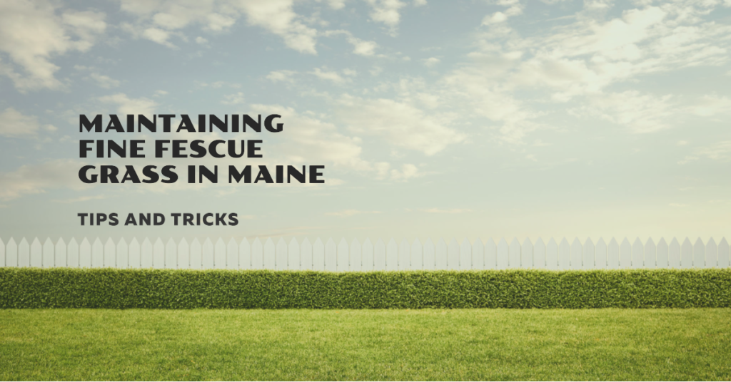 Maintaining Fine Fescue Grass in Maine