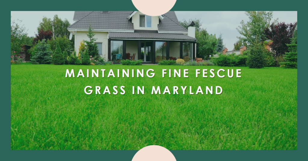 Maintaining Fine Fescue Grass in Maryland