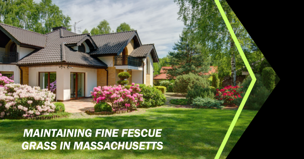 Maintaining Fine Fescue Grass in Massachusetts