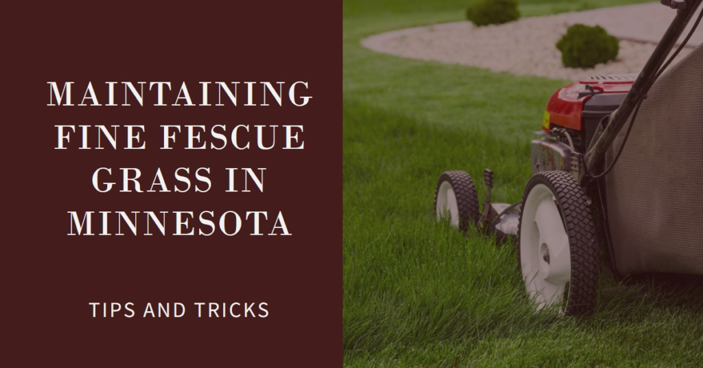 Maintaining Fine Fescue Grass in Minnesota