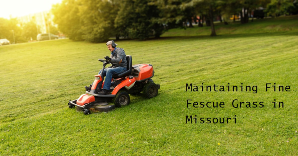 Maintaining Fine Fescue Grass in Missouri