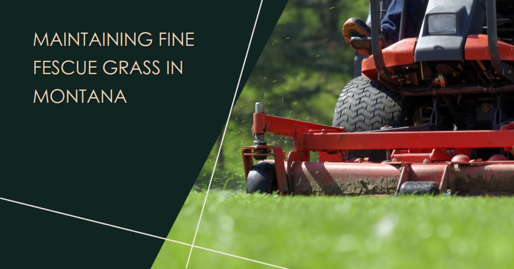 Maintaining Fine Fescue Grass in Montana