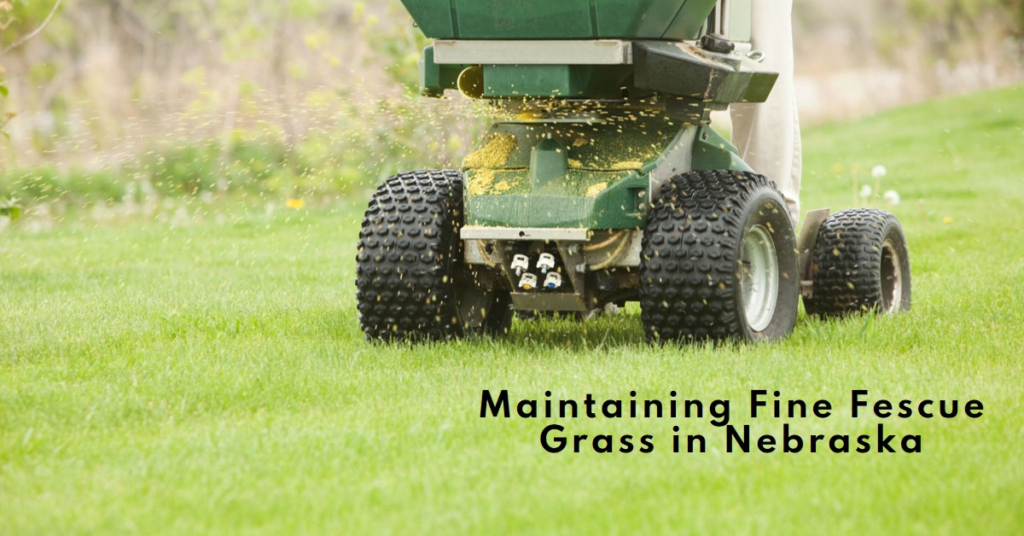 Maintaining Fine Fescue Grass in Nebraska