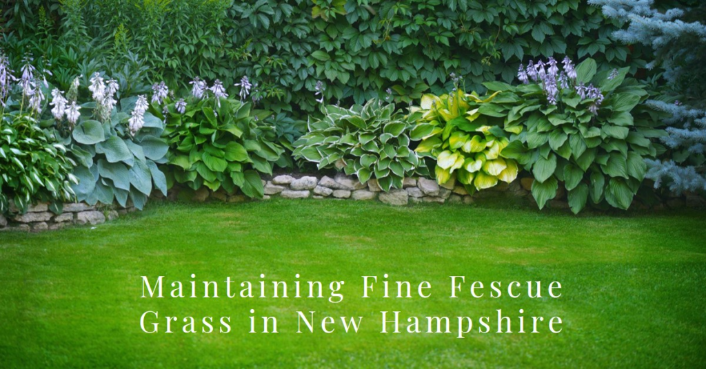 Maintaining Fine Fescue Grass in New Hampshire