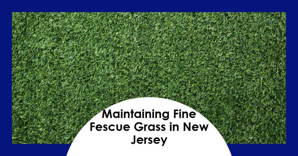 Maintaining Fine Fescue Grass in New Jersey