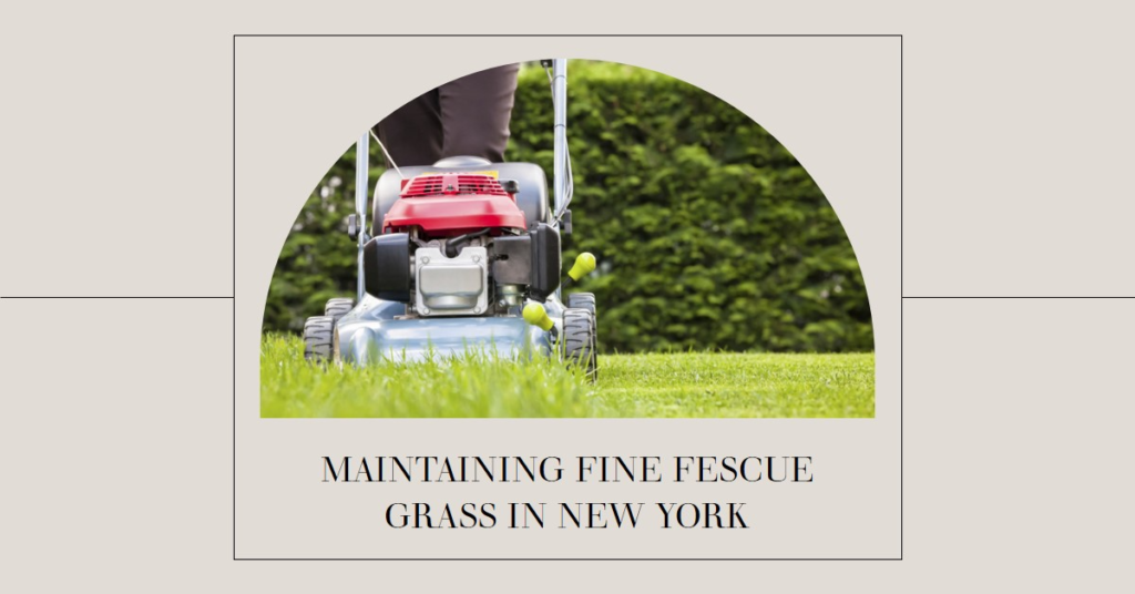 Maintaining Fine Fescue Grass in New York