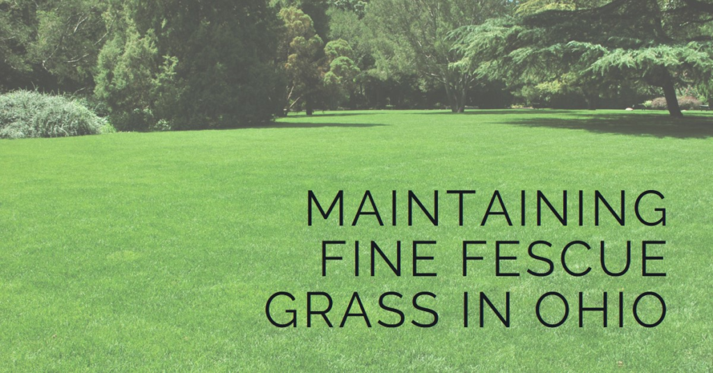 Maintaining Fine Fescue Grass in Ohio