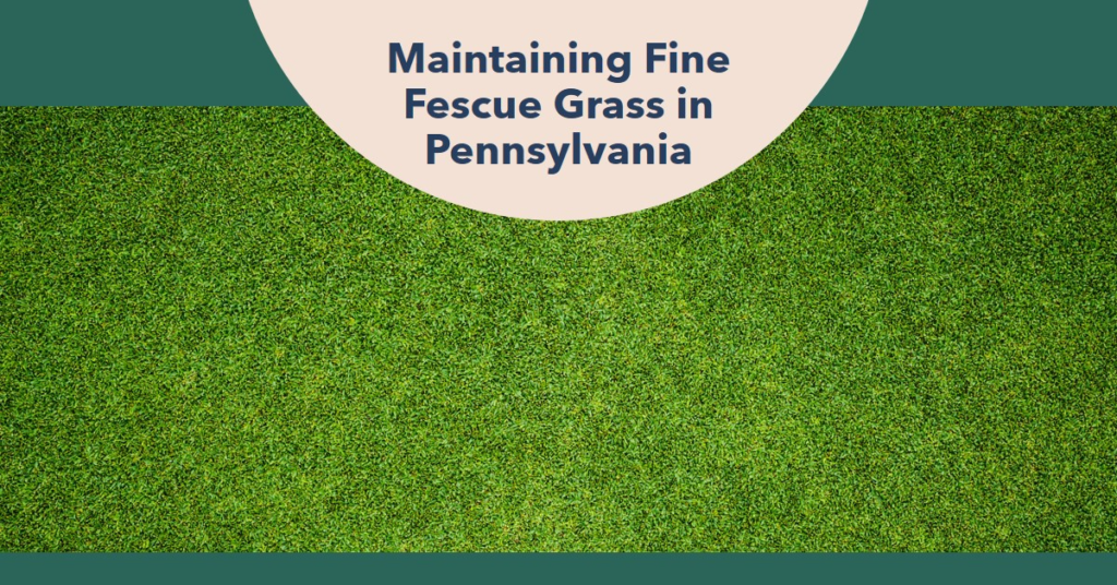 Maintaining Fine Fescue Grass in Pennsylvania