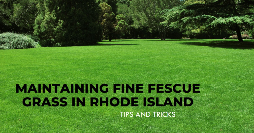 Maintaining Fine Fescue Grass in Rhode Island