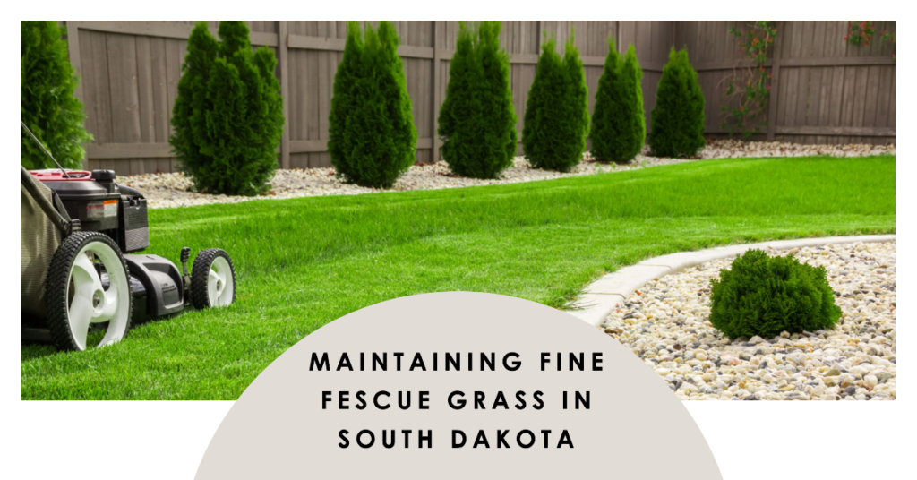 Maintaining Fine Fescue Grass in South Dakota