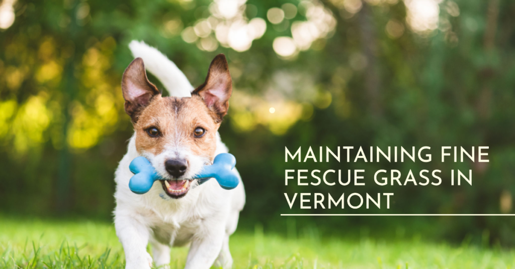 Maintaining Fine Fescue Grass in Vermont